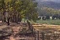 landscape with roos